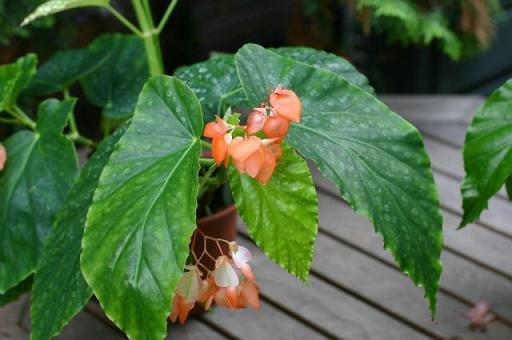 B. ‘Hawaiian Sunset’